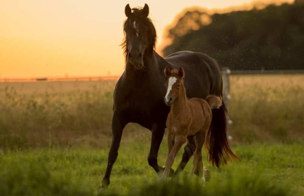MRI scans show weaning horses at 6 months (the standard practice) significantly alters the foals' brains. A longer connection to moms leads to healthier brains and better eating habits