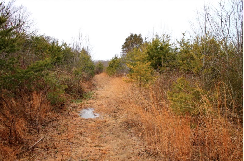Lancaster Conservancy Transfers 175-Acre Rock Springs Nature Preserve To DCNR To Protect The Future Of Globally Rare Serpentine Barrens In Lancaster County