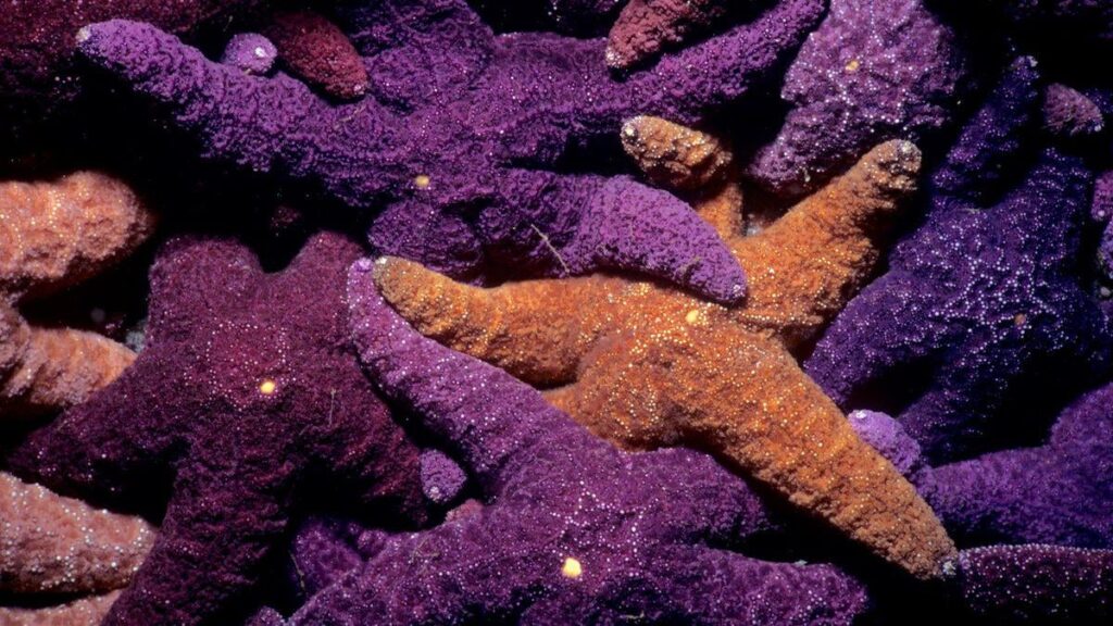Sea Star Murder Mystery: What’s Killing a Key Ocean Species?
