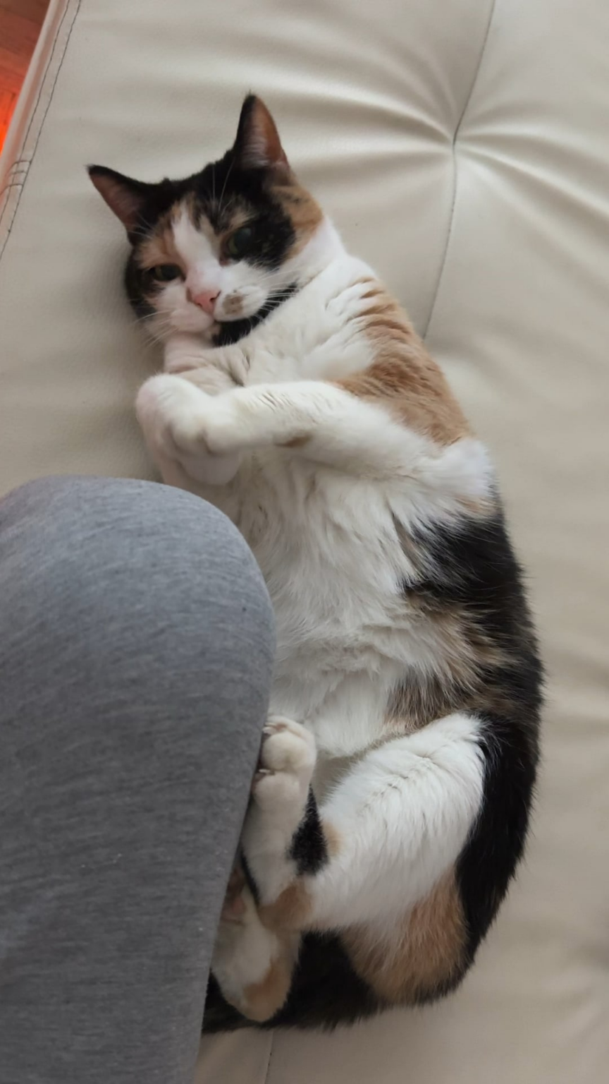 Catbot