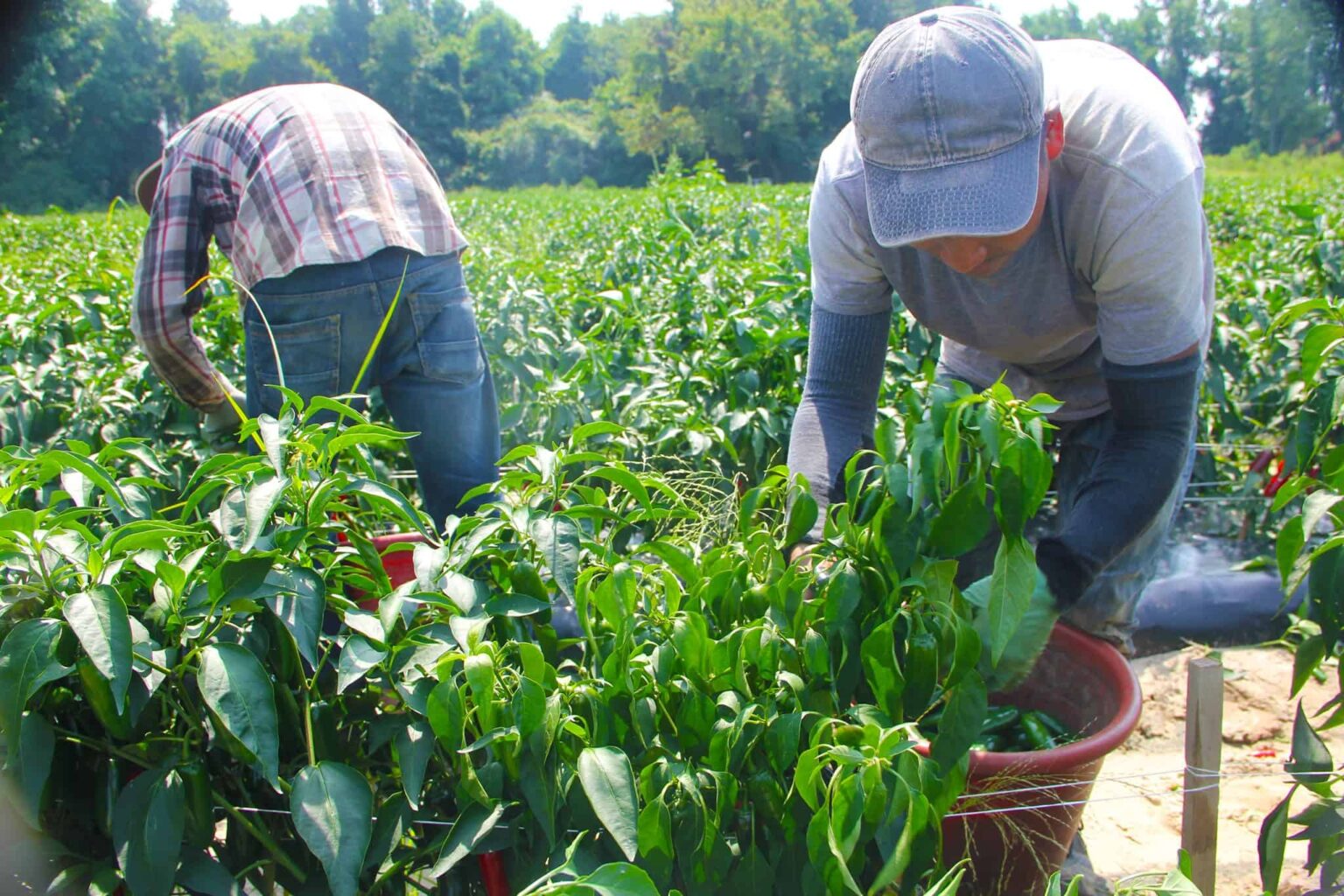 Farmers now owe more for health insurance