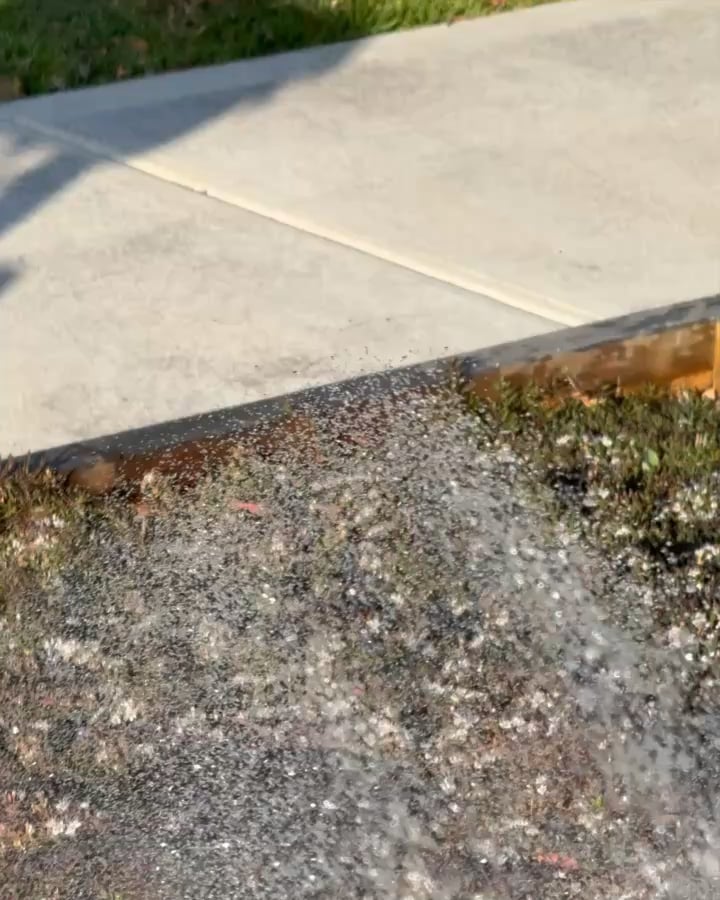 Fairywren keeping cool with water mist.