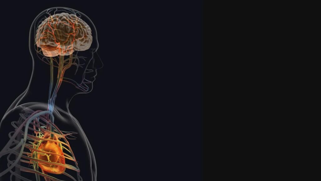 The brain’s response to a heart attack may worsen recovery | Nerve pathways linking the heart and brain play a key role in the body’s response to cardiac injury. In mice, blocking signals along these nerves and reducing inflammation in connected neurons improved heart healing and function The brain’s response to a heart attack may worsen recovery | Nerve pathways linking the heart and brain play a key role in the body’s response to cardiac injury. In mice, blocking signals along these nerves and reducing inflammation in connected neurons improved heart healing and function