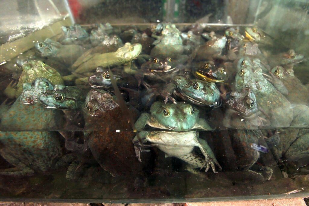 AI-generated police report states Utah officer was turned into a frog