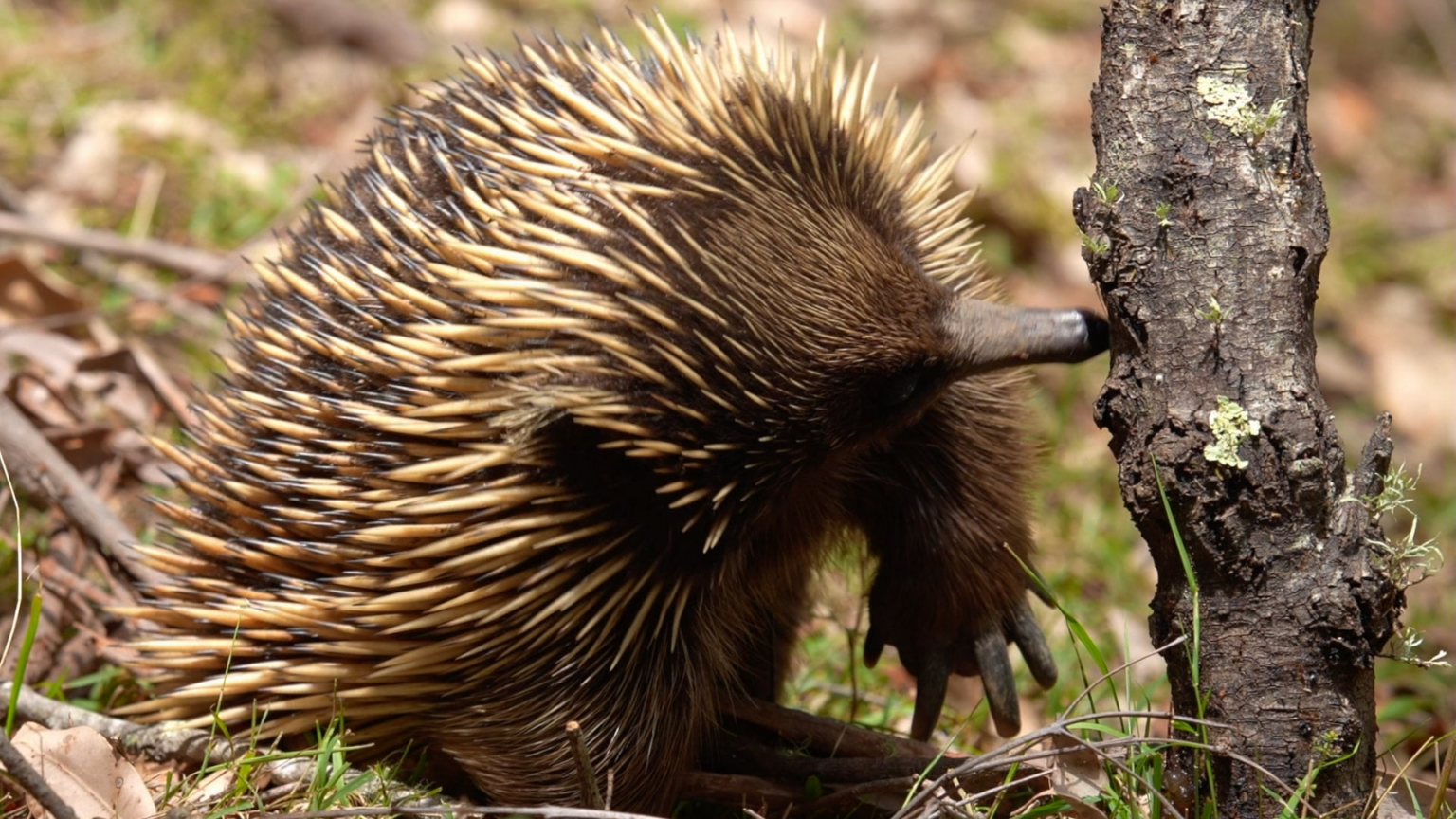 Ever seen an echidna feeding? Here's one on my anti-farm finding a rich vein of ants in a tree, and getting blissed out.