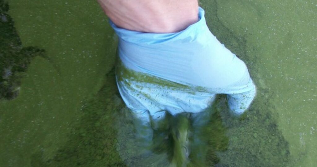 Pennsylvania Sea Grant Hosts Feb. 23 Webinar On Harmful Algal Blooms For Educators