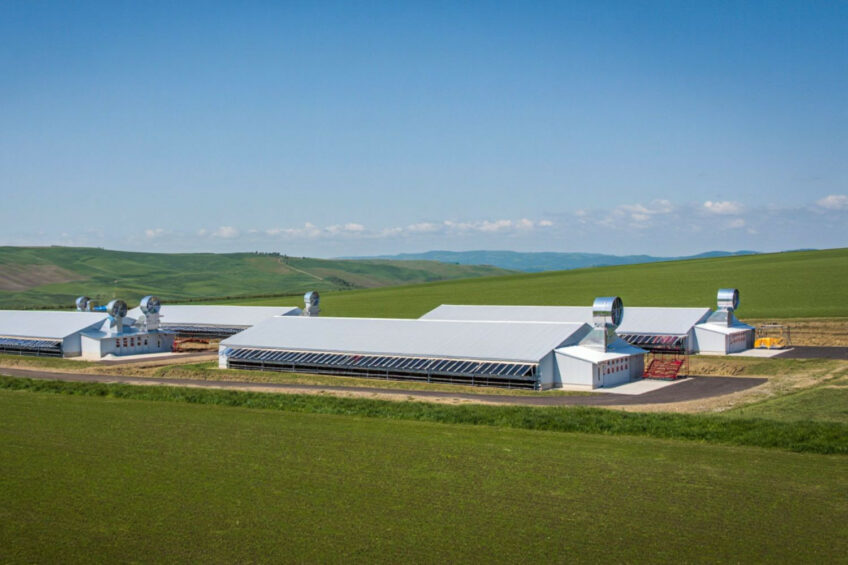 Several prominent poultry meat manufacturers in Romania are expanding their capacities. Image created with the help of AI (Reve.art)