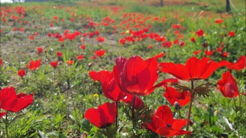 Why Israel’s north blooms in many colors while the Negev turns red, scientists find