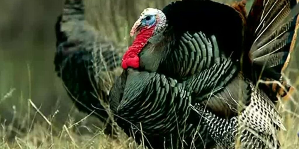 Buy spring turkey permits in Nebraska