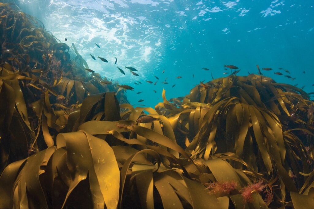 FOCUS: How Sark can ride Jersey’s wave in protecting its marine environment