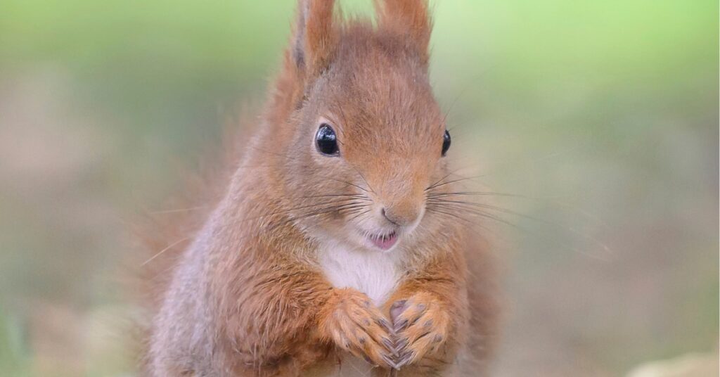 Scientists Finally Understand How Animals Experience Joy Scientists Finally Understand How Animals Experience Joy