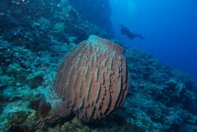 Bristol Scientists Discover Early Sponges Were Soft