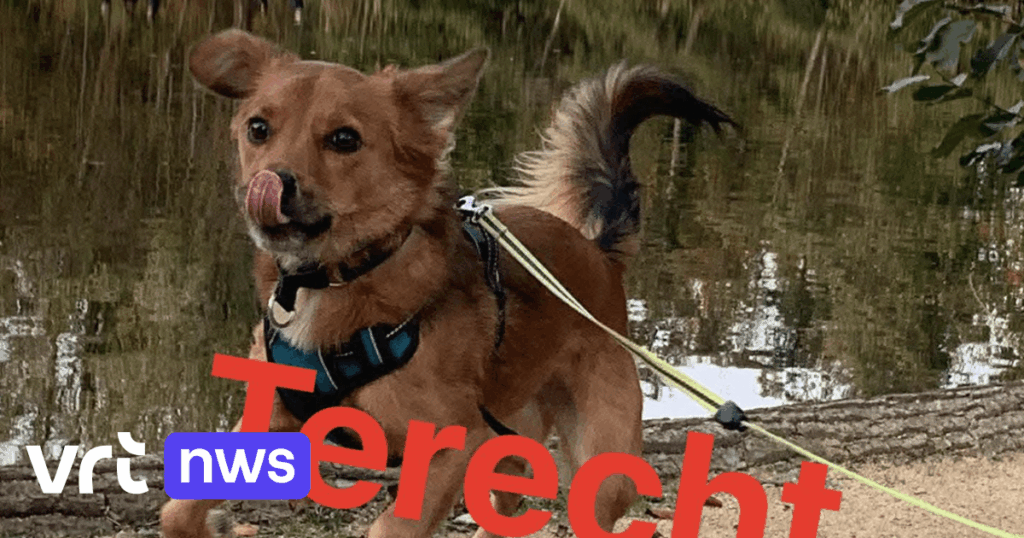 Volunteers rescue runaway dogs on New Year's Eve: "In Brussels it was a war zone" | VRT NWS: news