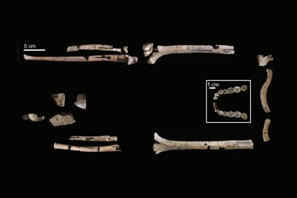 A partial skeleton dating back more than two million years is the most complete yet of Homo habilis, one of the earliest known species in our genus