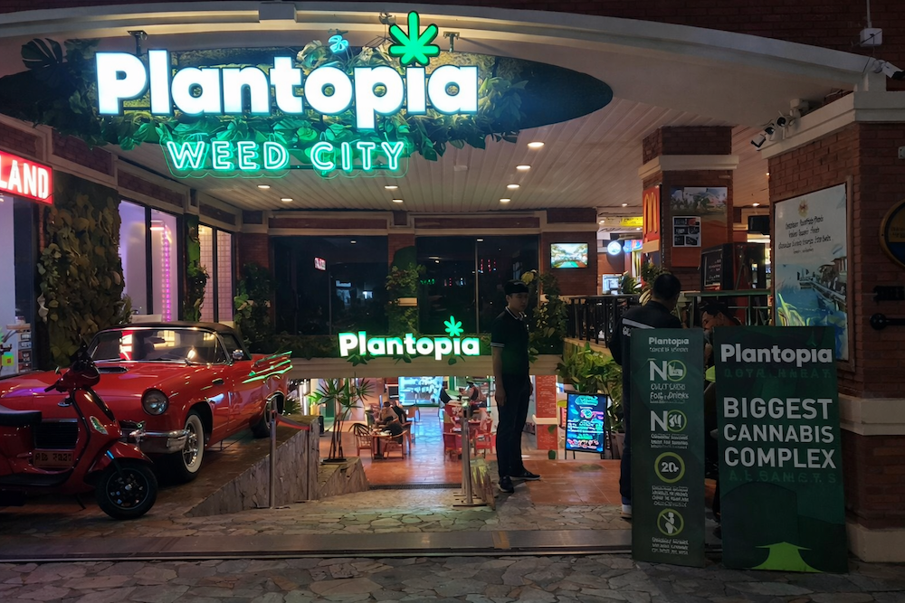 Promise of hemp in Thailand headed for collapse under politics and regulatory retreat Promise of hemp in Thailand headed for collapse under politics and regulatory retreat