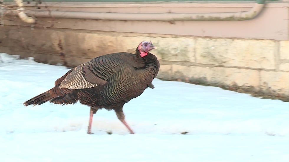 Wild turkeys aren't uncommon in Wisconsin, but the aggressive behavior is unusual, according...