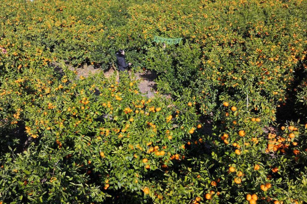 Jeju farmers protest tariff-free US mandarins, Coupang's sale of imported fruits