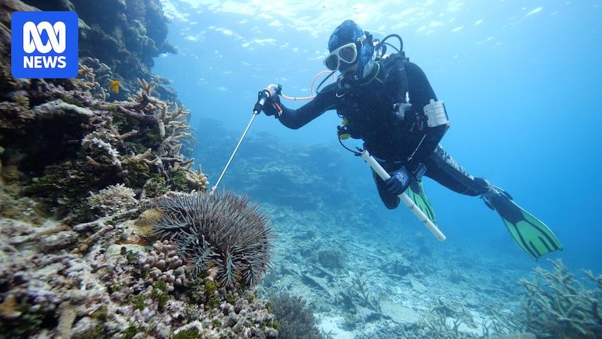 Crown-of-thorns starfish outbreak on Great Barrier Reef could be worst in decades