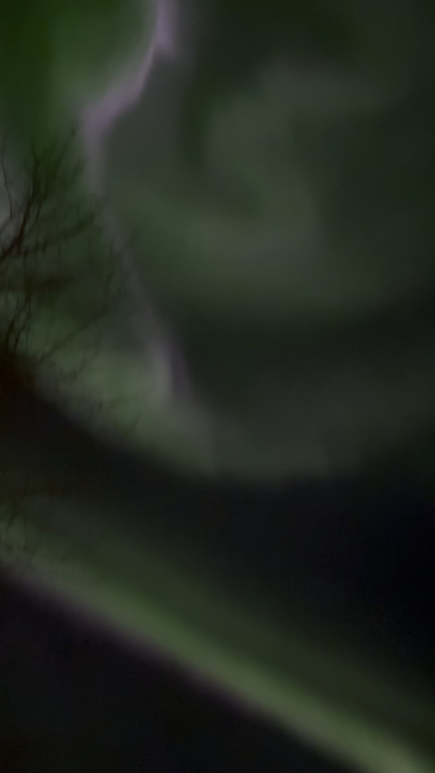 Getting lost in the northern lights