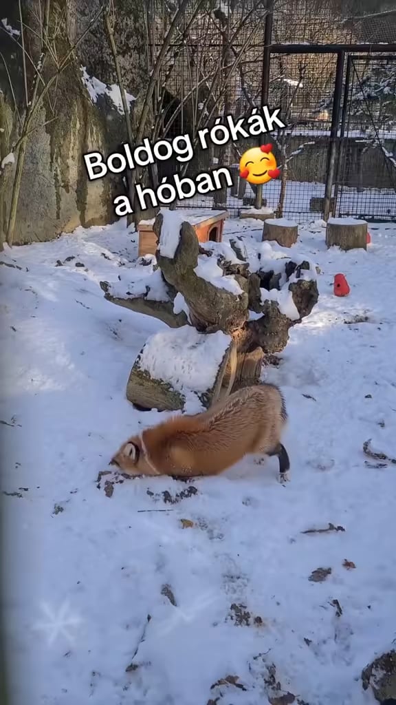 That's how happy the foxes of Budakeszi Vadaspark wallowing in the snow were