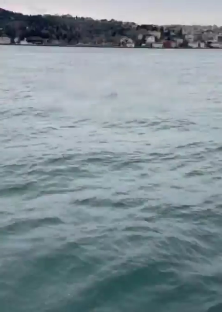 NSFW | The body of a 63-year-old man who was determined to have jumped from the bridge on the Bosphorus was found. "Are you alive, are you alive?"