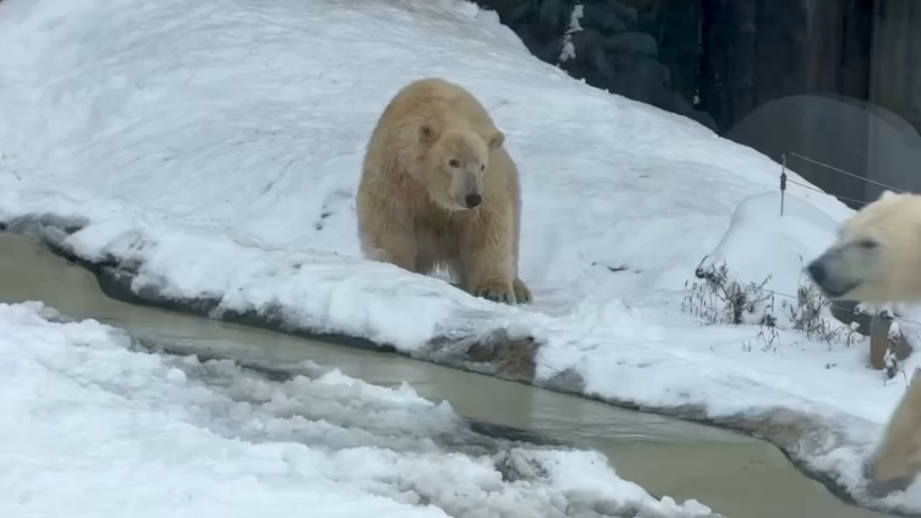 The polar bears of the Nyíregyházi Zoo also enjoy the winter