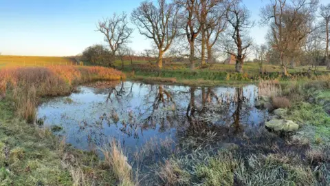 A pond surrounded by green grass and rushes. There are trees in the background.