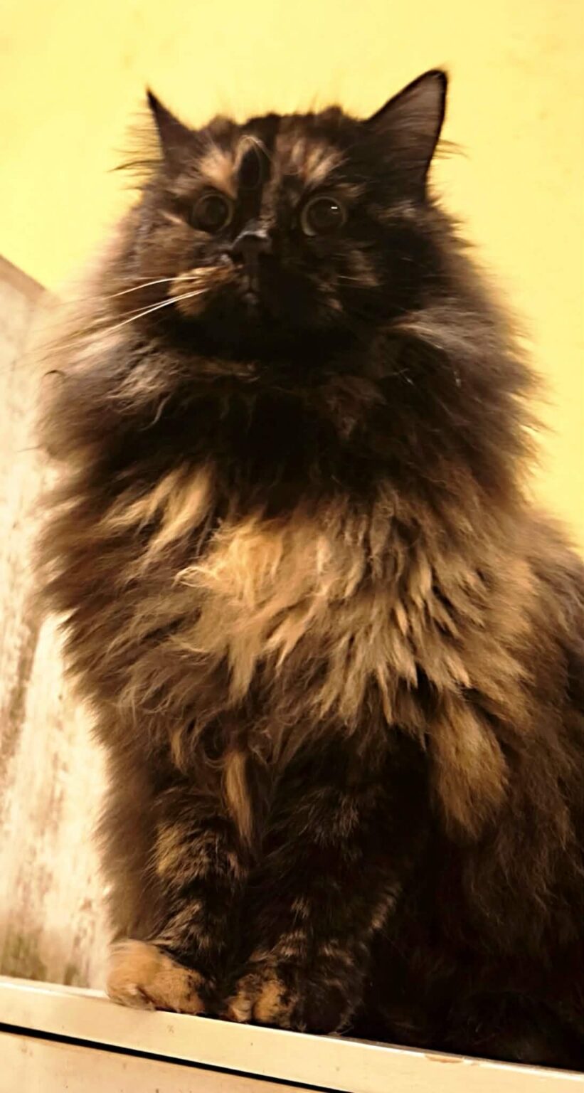 Who poses for Mackoboto 😻