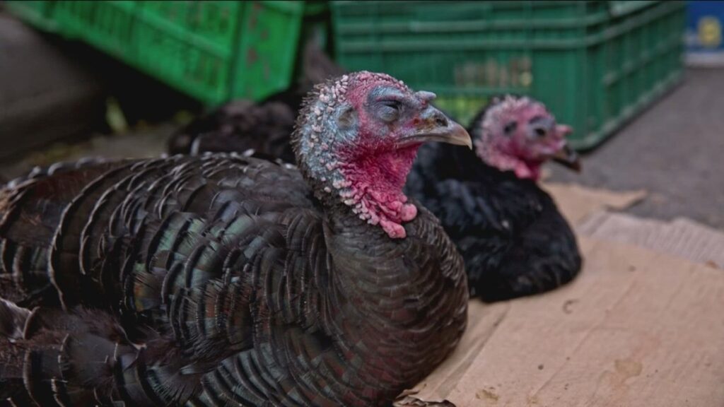 Turkey Trouble: Boise neighbors and officials meet to address growing wild turkey flock