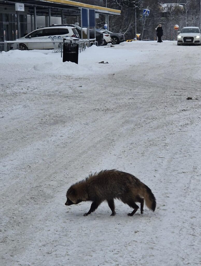 Is that a Racoon?