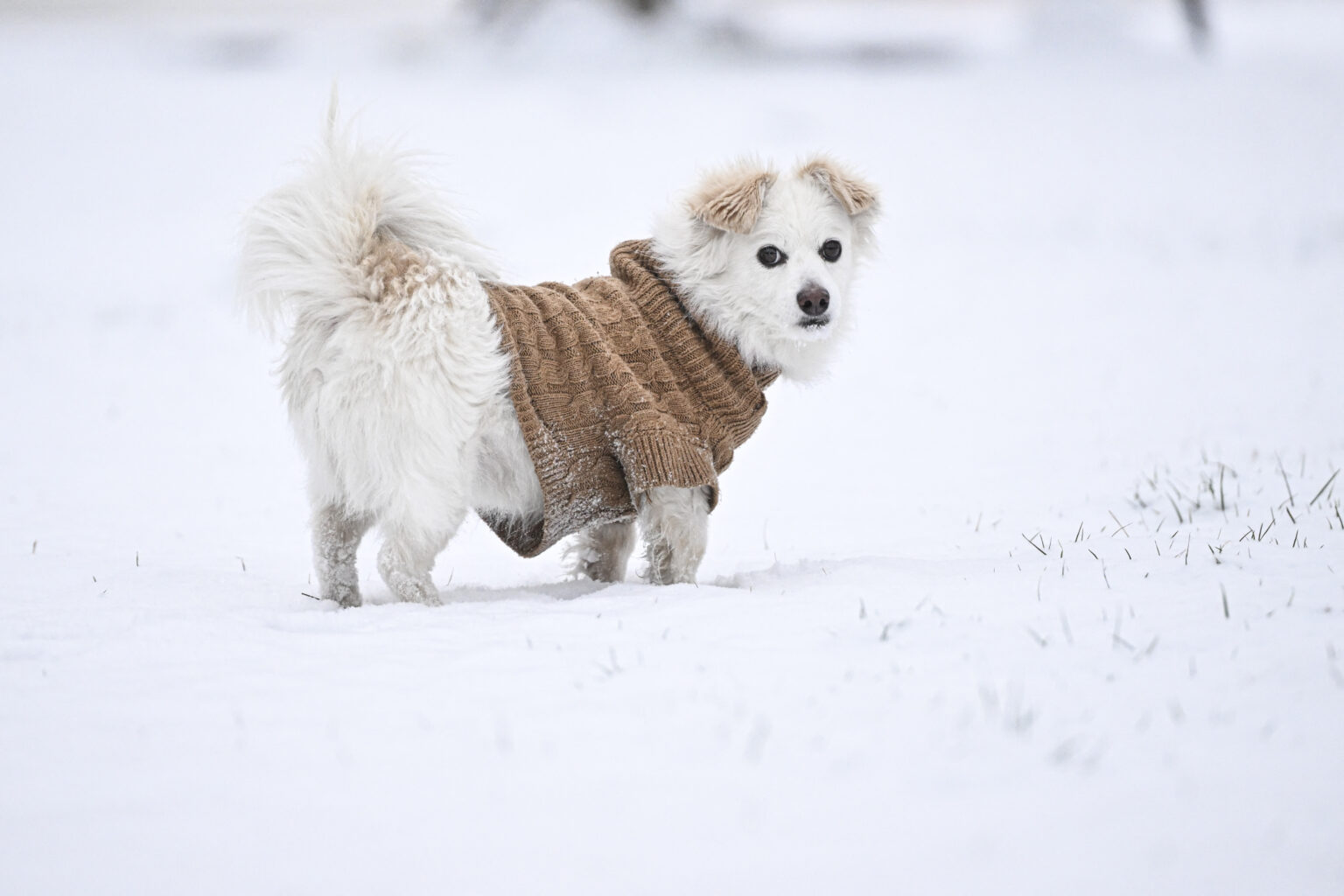 Meteolux issues yellow alert for snow on Friday