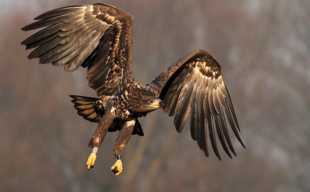 Polish AI better than Mark Zuckerberg's Meta. Bielik is at the top of the world ranking from EuroEval benchmarks