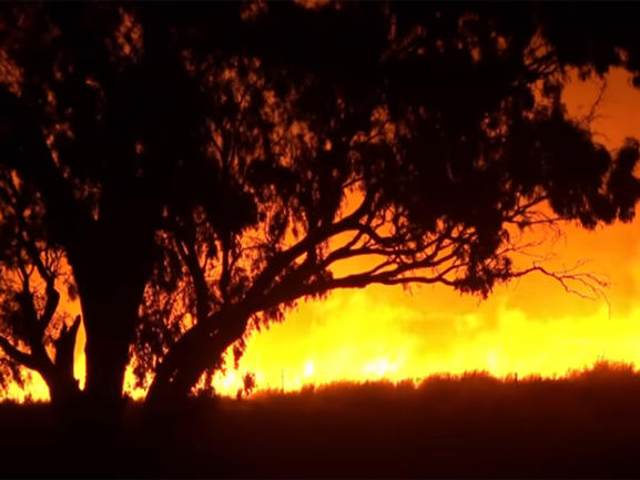 Australia’s wildlife crisis exposes a catastrophic failure of government Australia’s wildlife crisis exposes a catastrophic failure of government