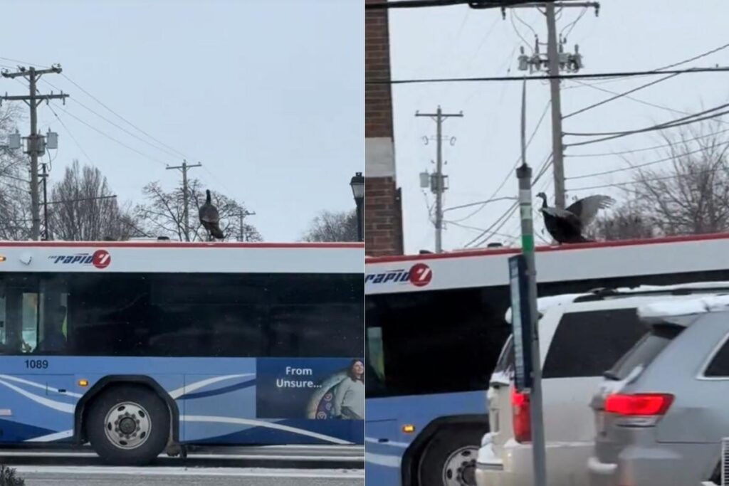 Video Shows Turkey Riding Roof of Rapid Bus in Grand Rapids