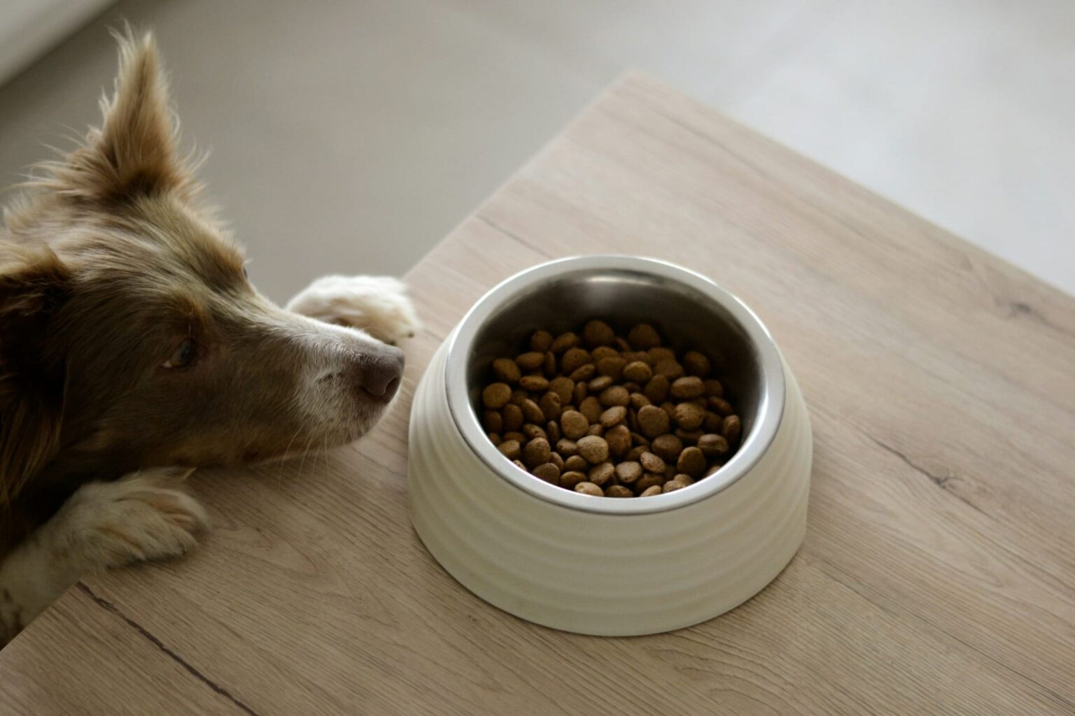 The Environmental Impact of Dog Food — and How to Reduce It News regarding the environmental impact of dog food