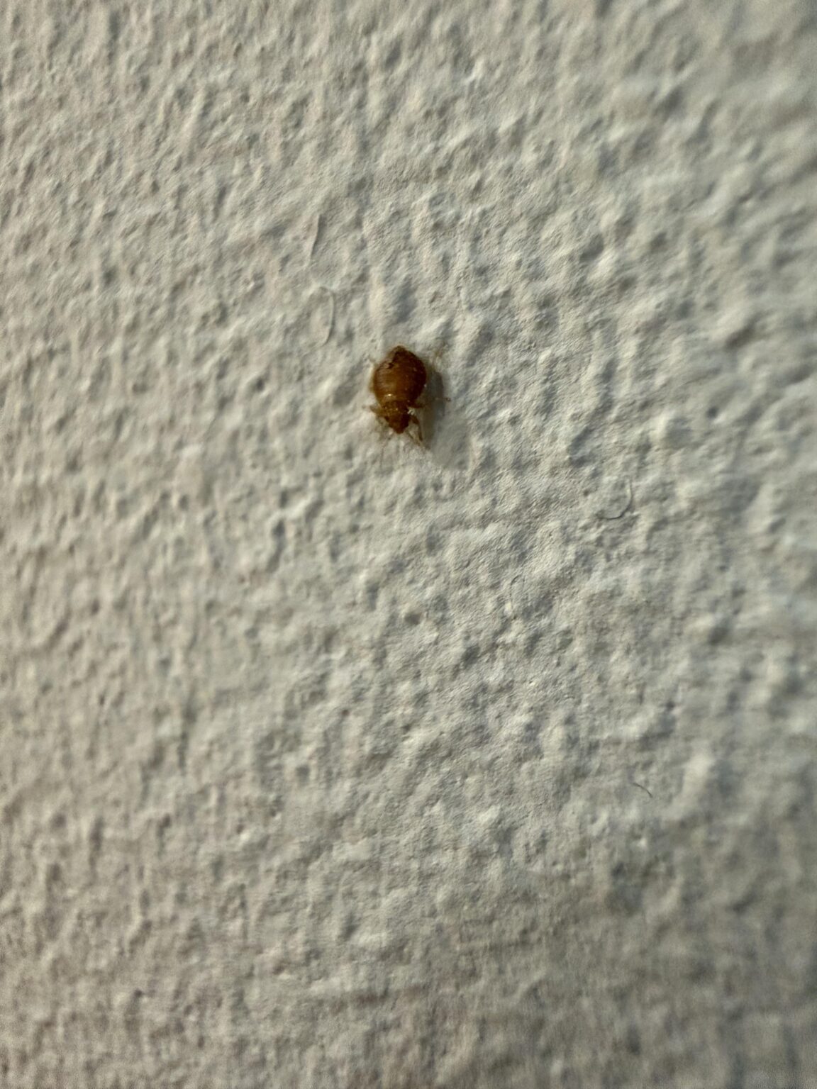 What animal is this? A bedbug?