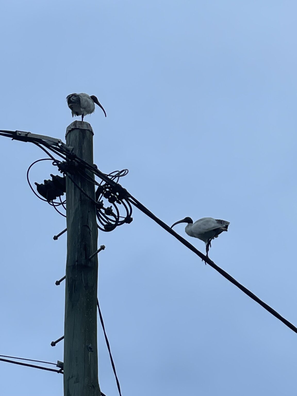 Brisbane’s favourite bird