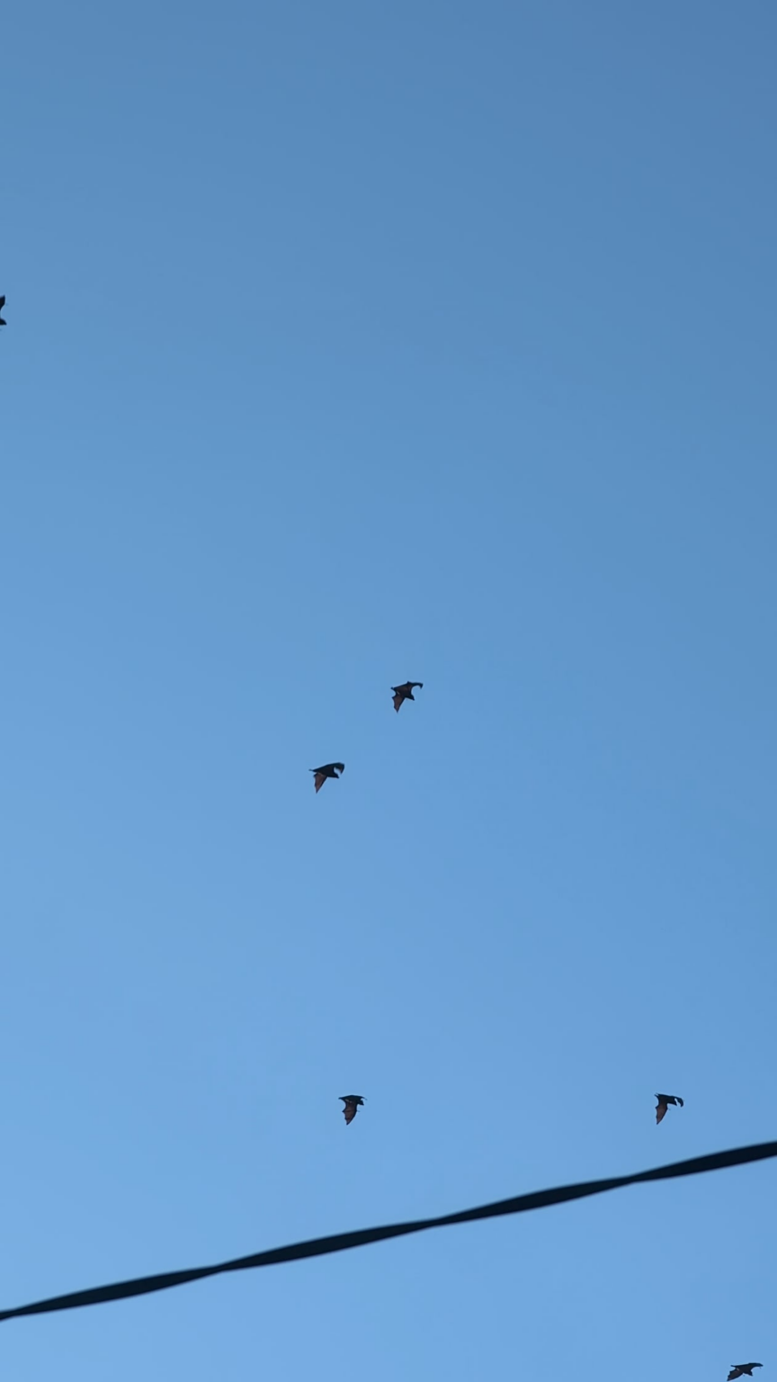 Heaps of bats around Paddo