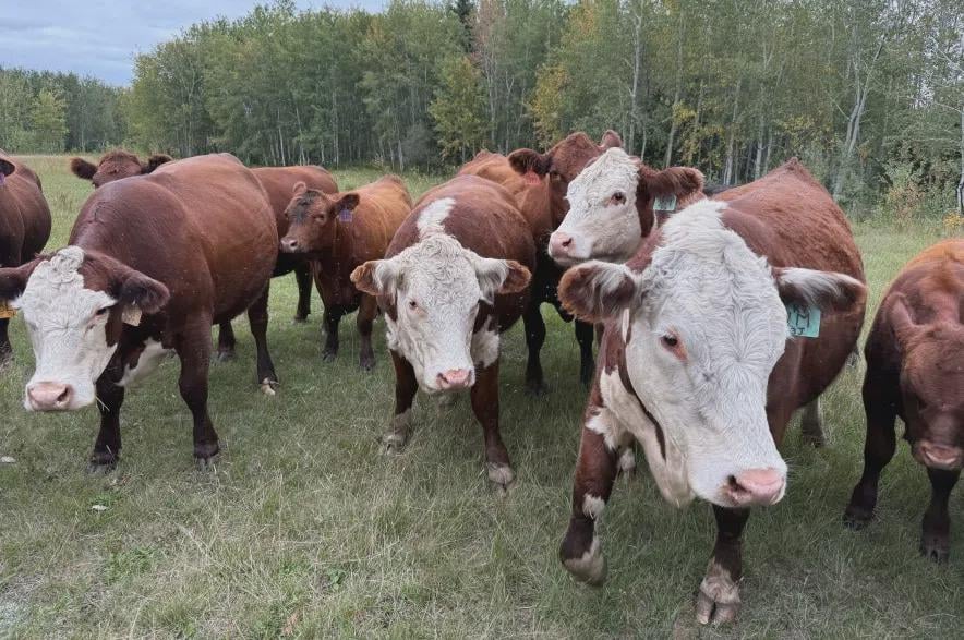 China drops ban on Canadian beef for the first time since 2021