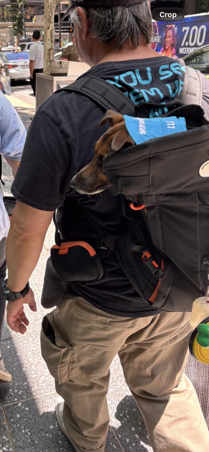 I’m feeling sad, lonely and stressed. Today I saw a dog in a bag and it made my day a little better