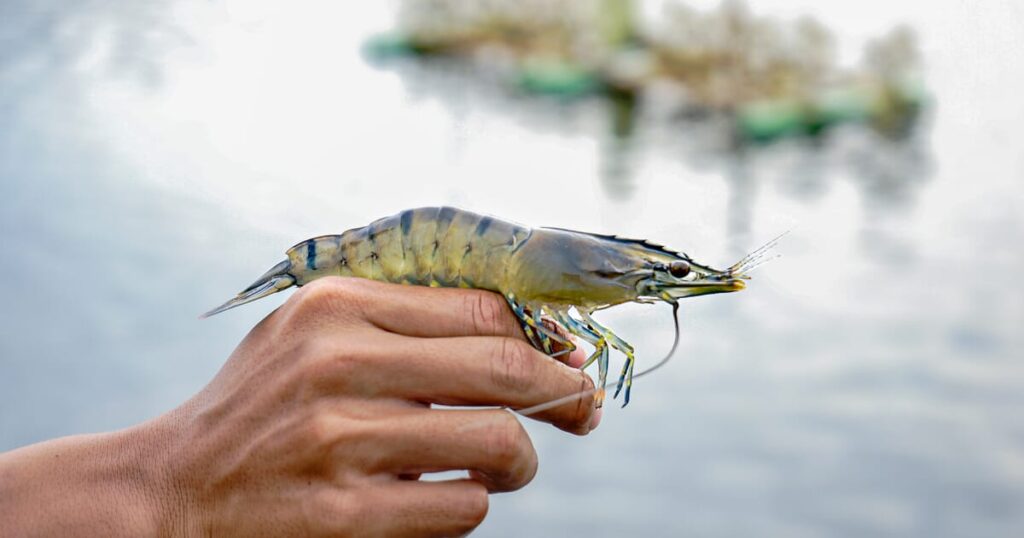 Swiss-Indian R&D pact targets disease management in aquaculture