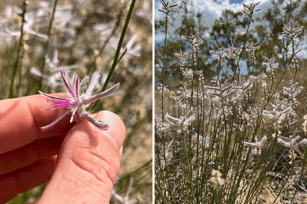 Plant believed extinct for half a century suddenly found in unexpected spot