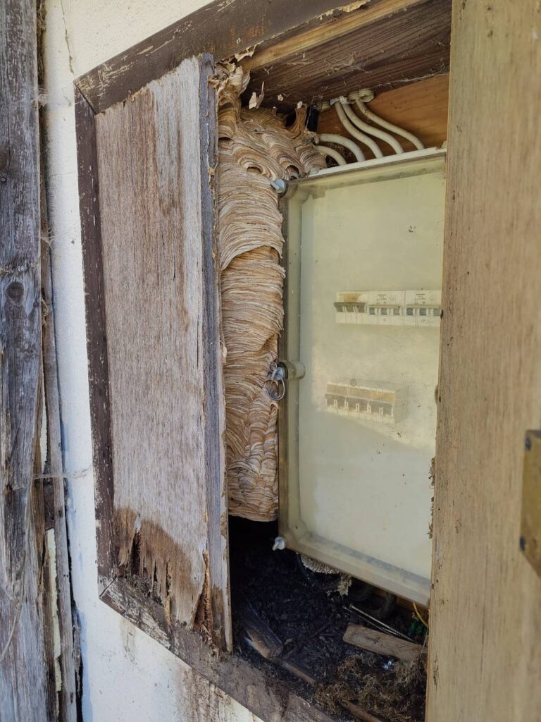 Winter hornet nest 🐝