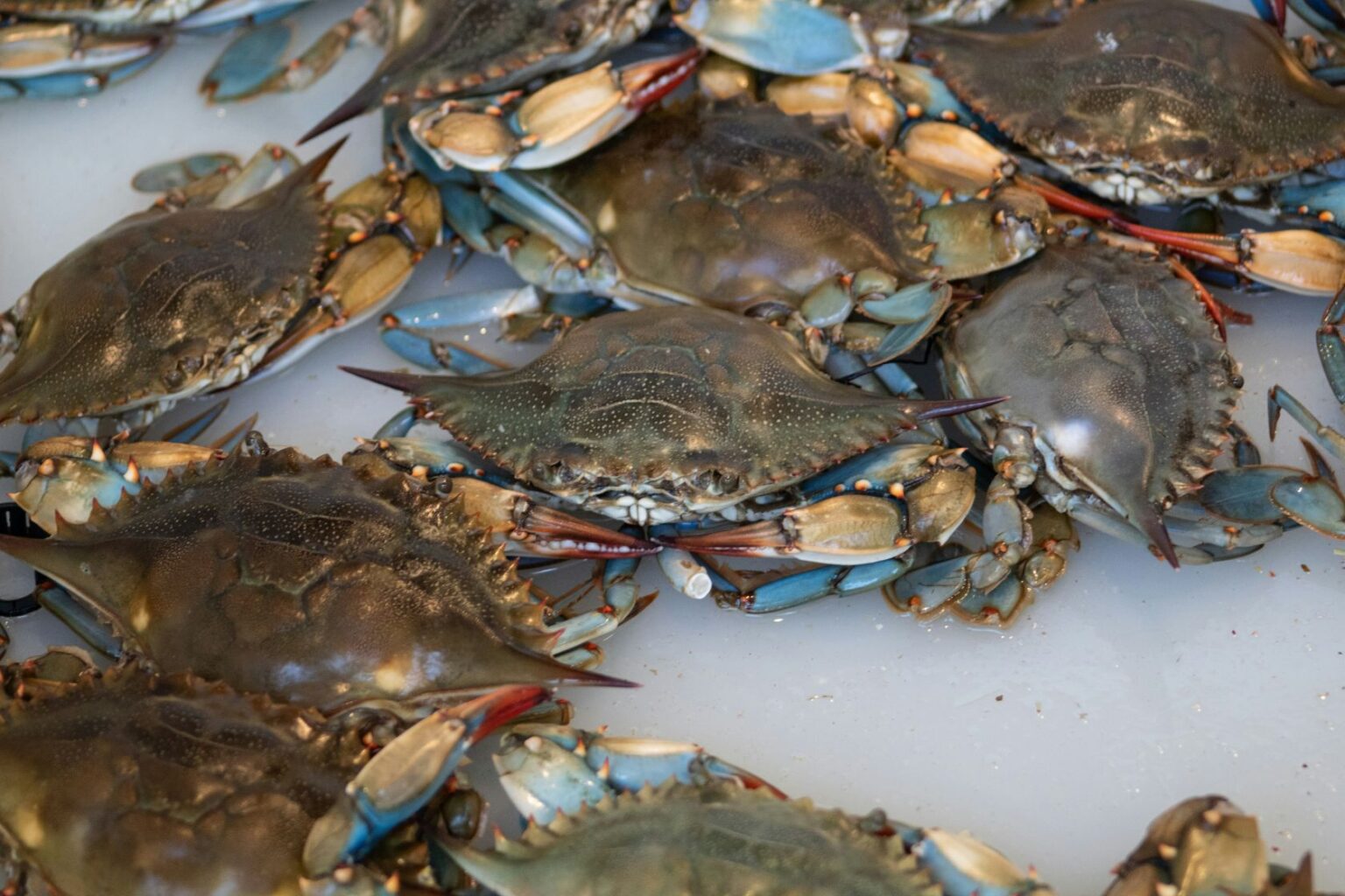 Over a ton of crustaceans seized in Portugal Over a ton of crustaceans seized in Portugal