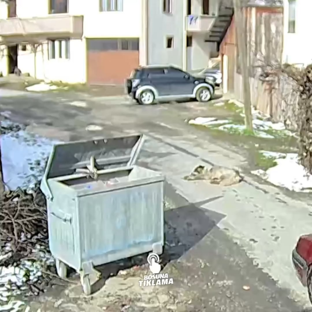 NSFW | In Bolu, a person ran over a sleeping dog on the road with his vehicle and ran away.