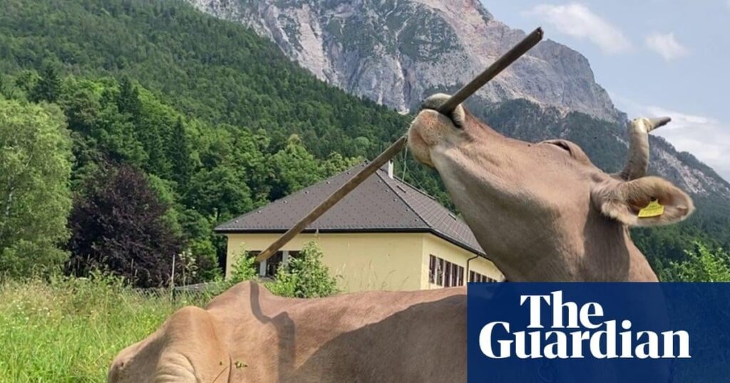 Back-scratching bovine leads scientists to reassess intelligence of cows. Brown Swiss cow in Austria has been discovered using tools in different ways (using both ends of a brush counts as multi-purpose tool use) – something extraordinarily rare only ever seen in humans and chimpanzees.