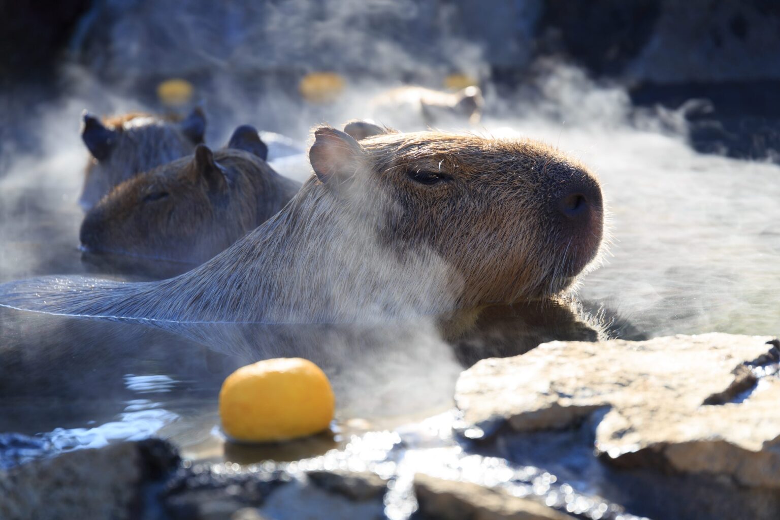 Meet the Gorgeous Winner of Japan's Capybara Bath Contest