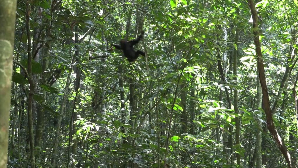 Among chimpanzees, thrill-seeking peaks in toddlerhood | Chimps ages 2 to 5 are more likely than older chimps to free-fall from tree limbs in the forest canopies or leap wildly from branch to branch