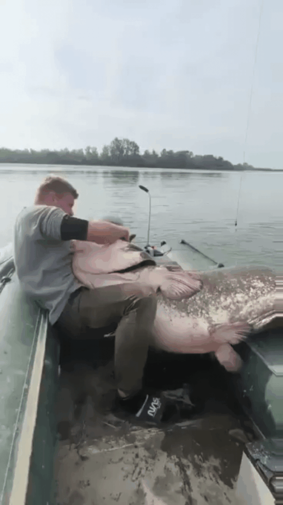 What a monster this is