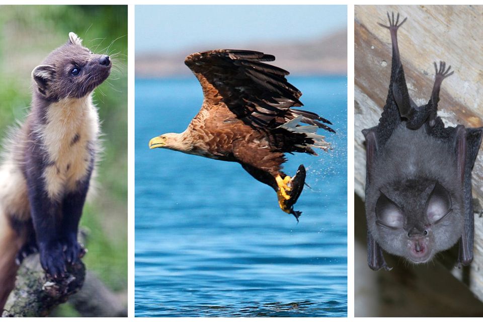 From left: A pine marten, a white-tailed eagle and a lesser horseshoe bat